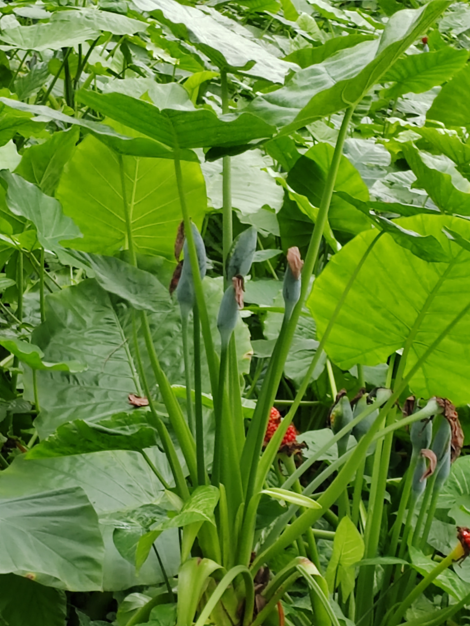 海芋,别名滴水观音,巨型海芋