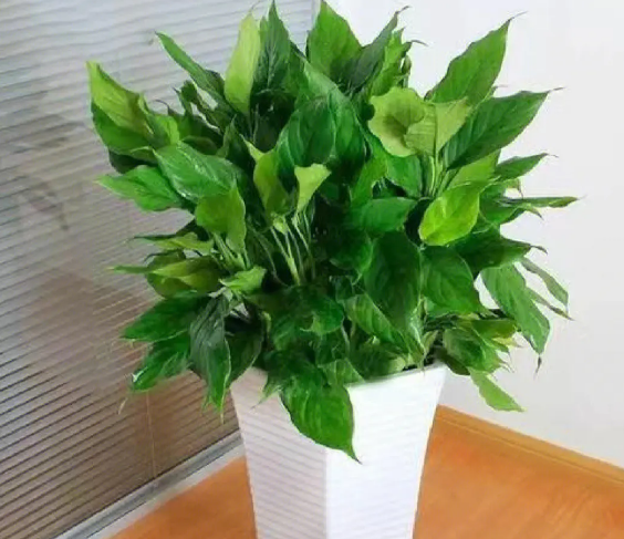 最耐阴的十大室内花