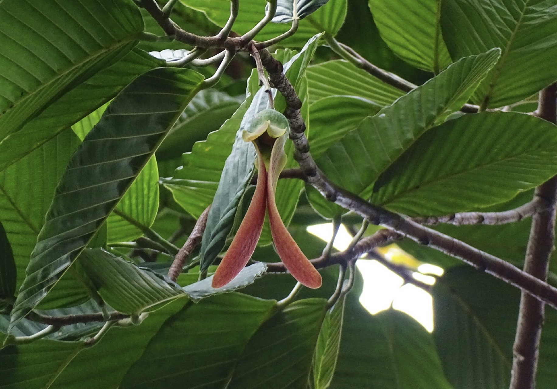 东京龙脑香.产地云南西藏