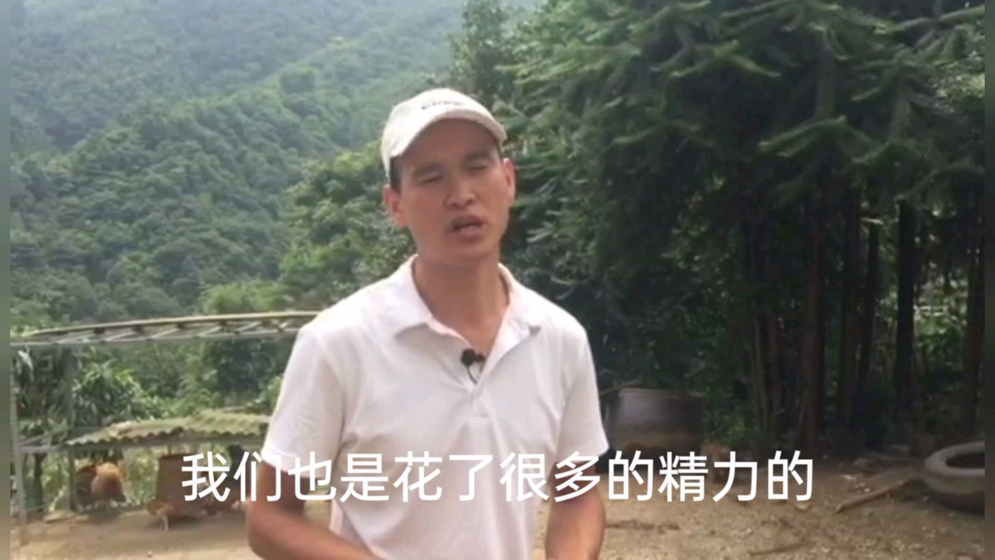 一家养鸡农户年收入多少?土鸡如何养?听听养殖合作社老板怎么说