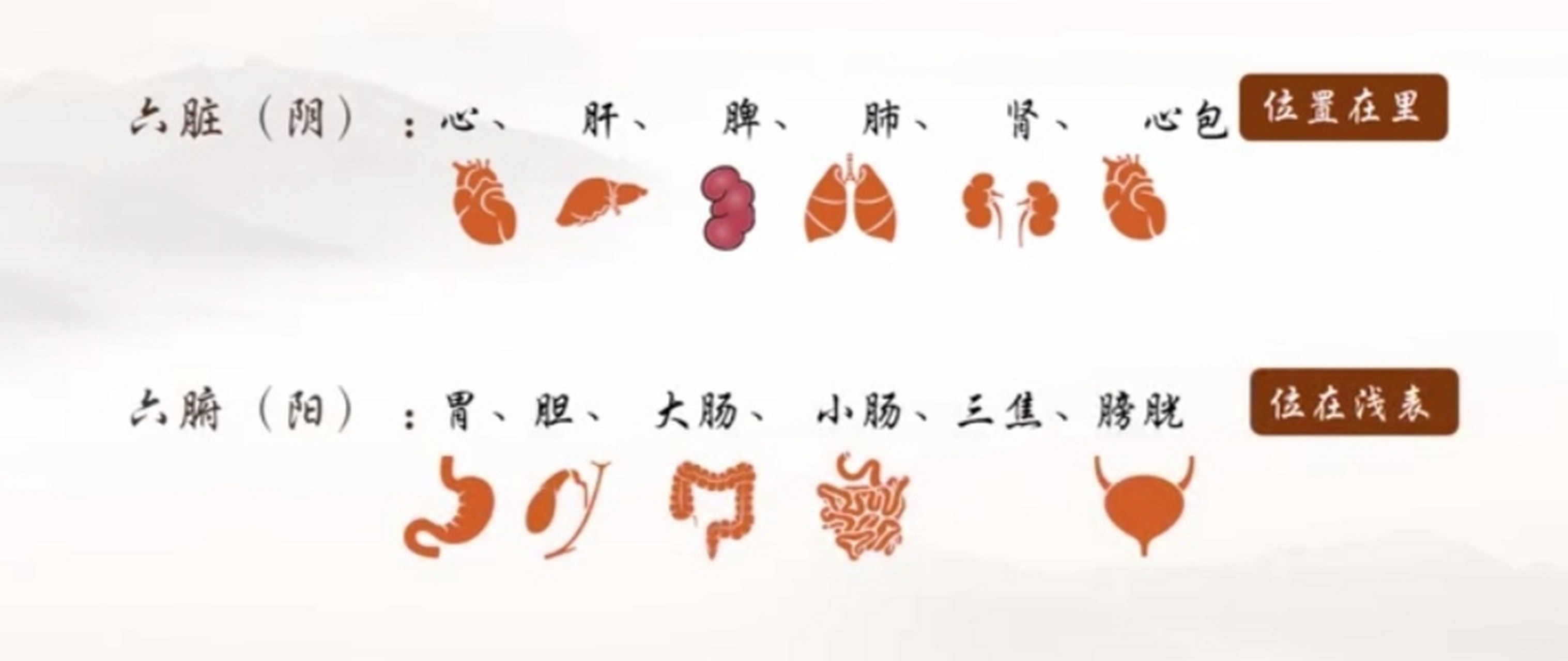 中医"十二经脉"一一六脏六腑络属关系,互为表里关系,以及生理病理治疗