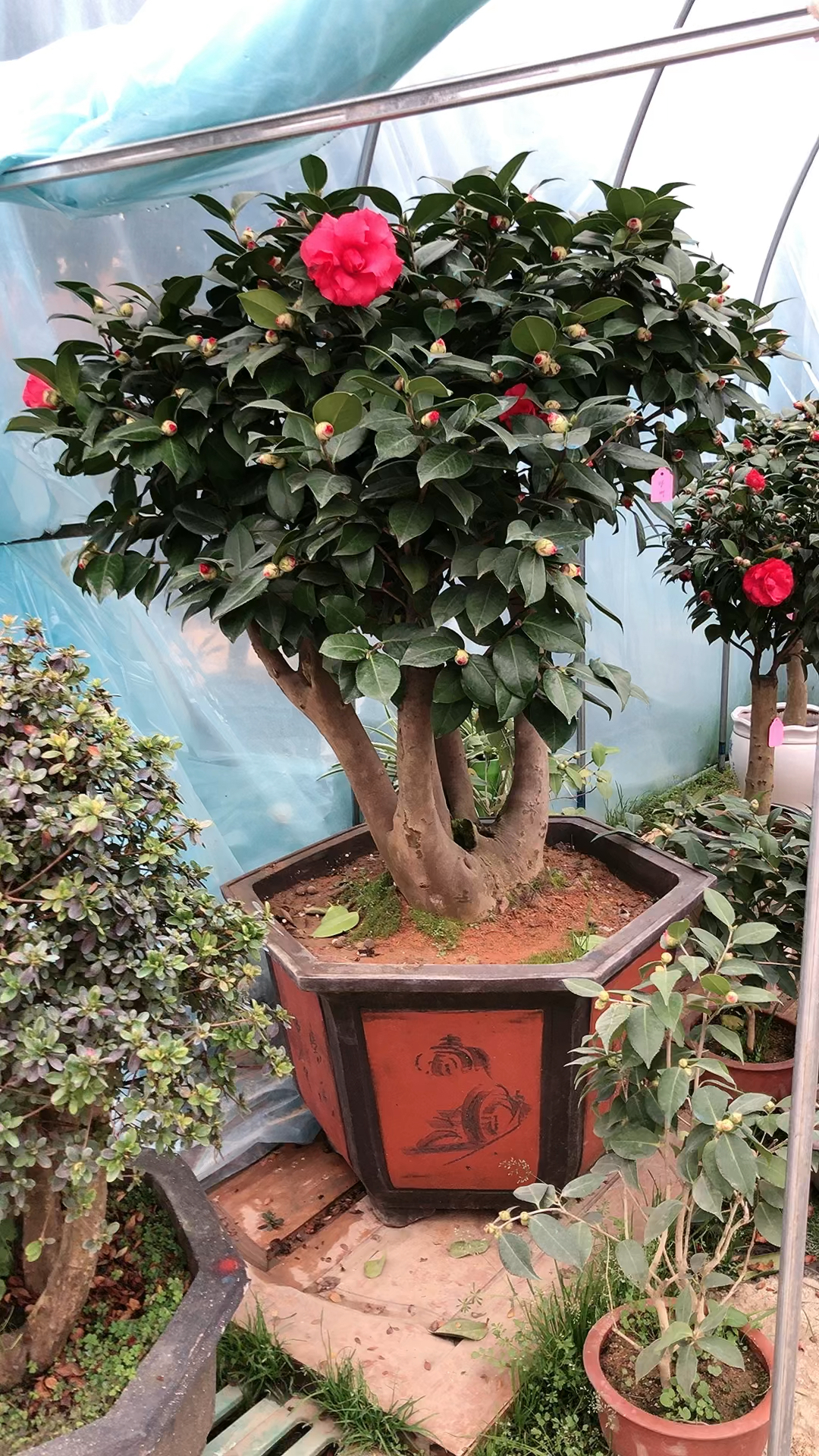 庭院大茶花盆景