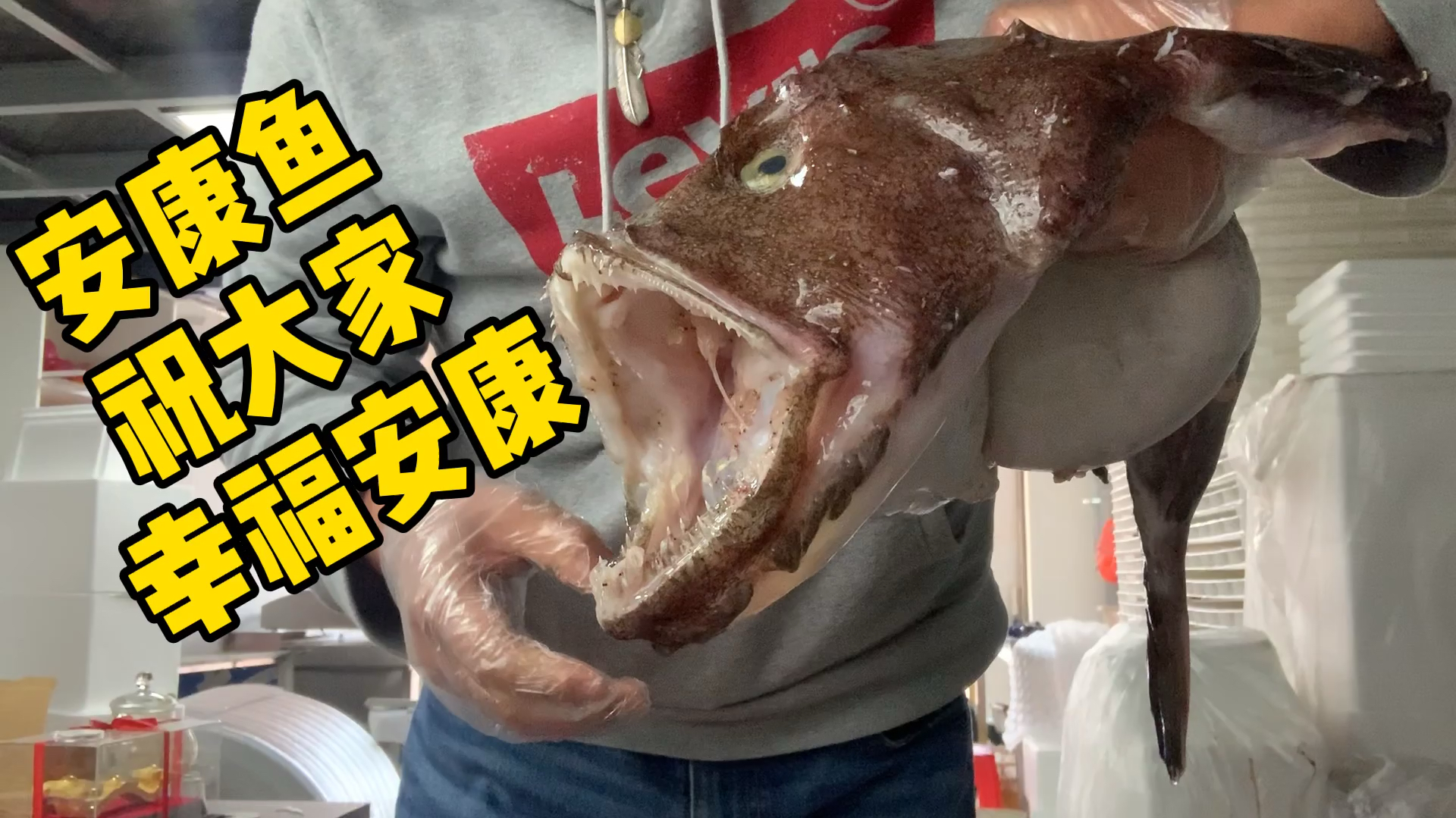 大大的安康鱼,就是那种头顶有灯笼的鱼,来试试他的极品肝吧!