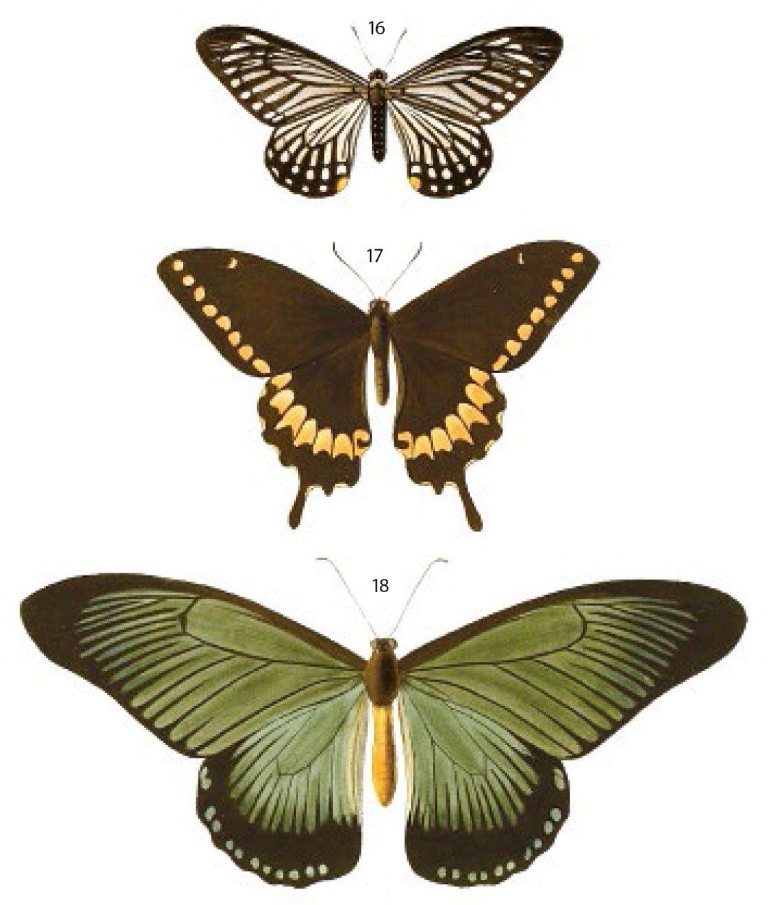 凤蝶科papilionidae