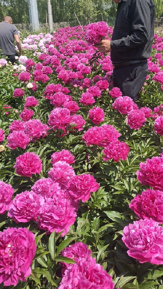 山东大芍药基地直销