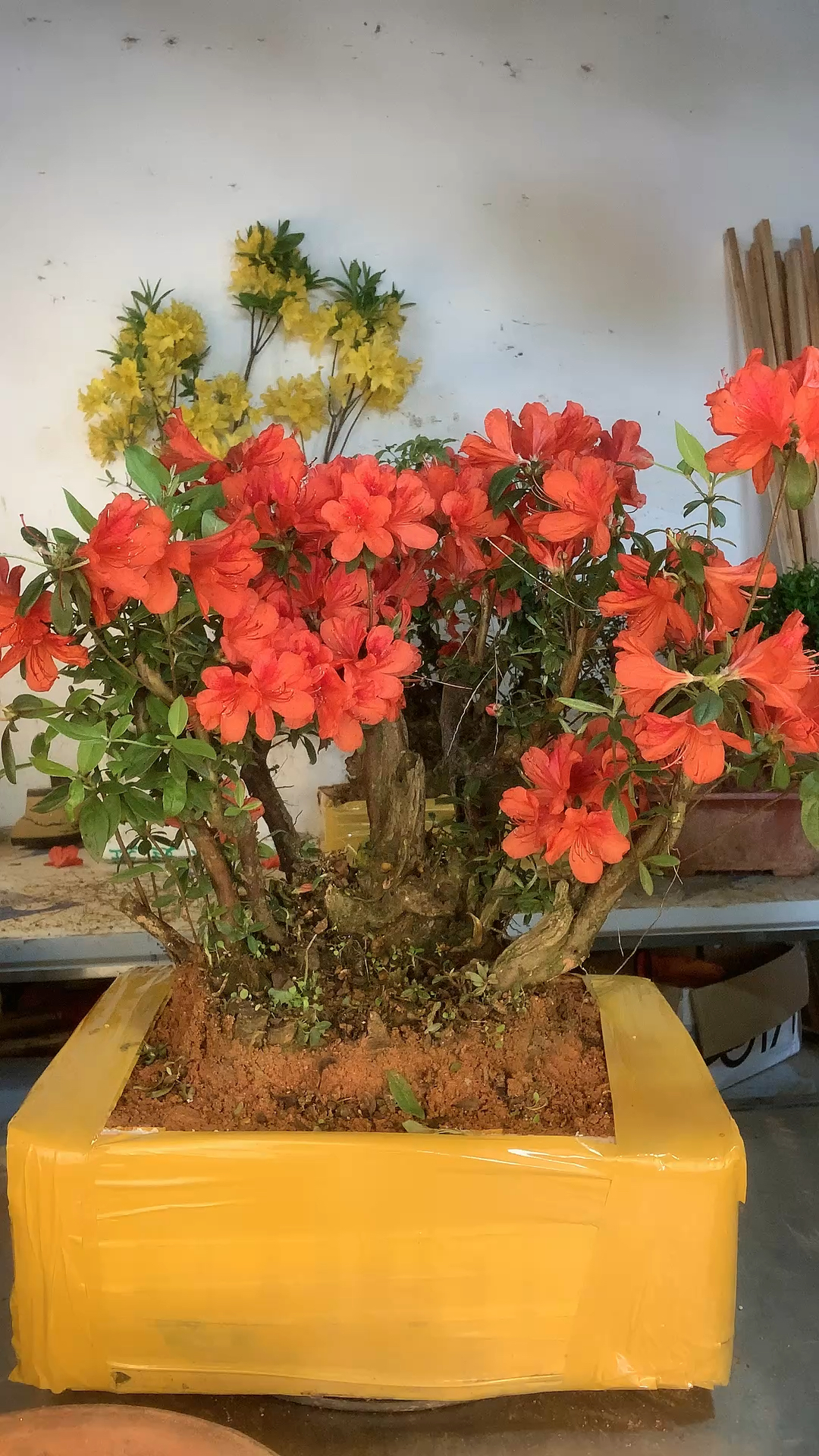 快来,来,来看鸡血红杜鹃花,喜欢的点关注进直播间.