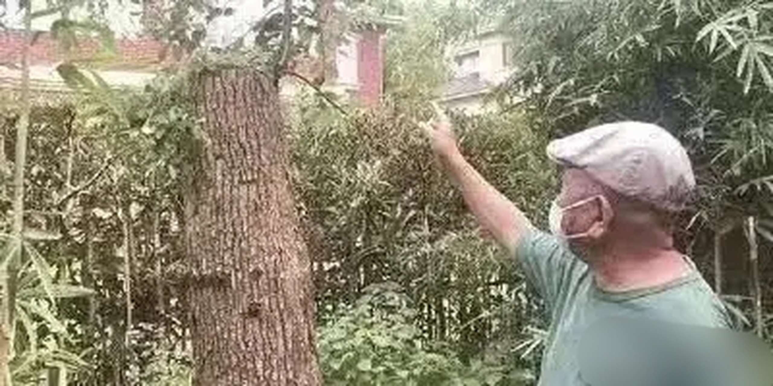 樟木树的种类