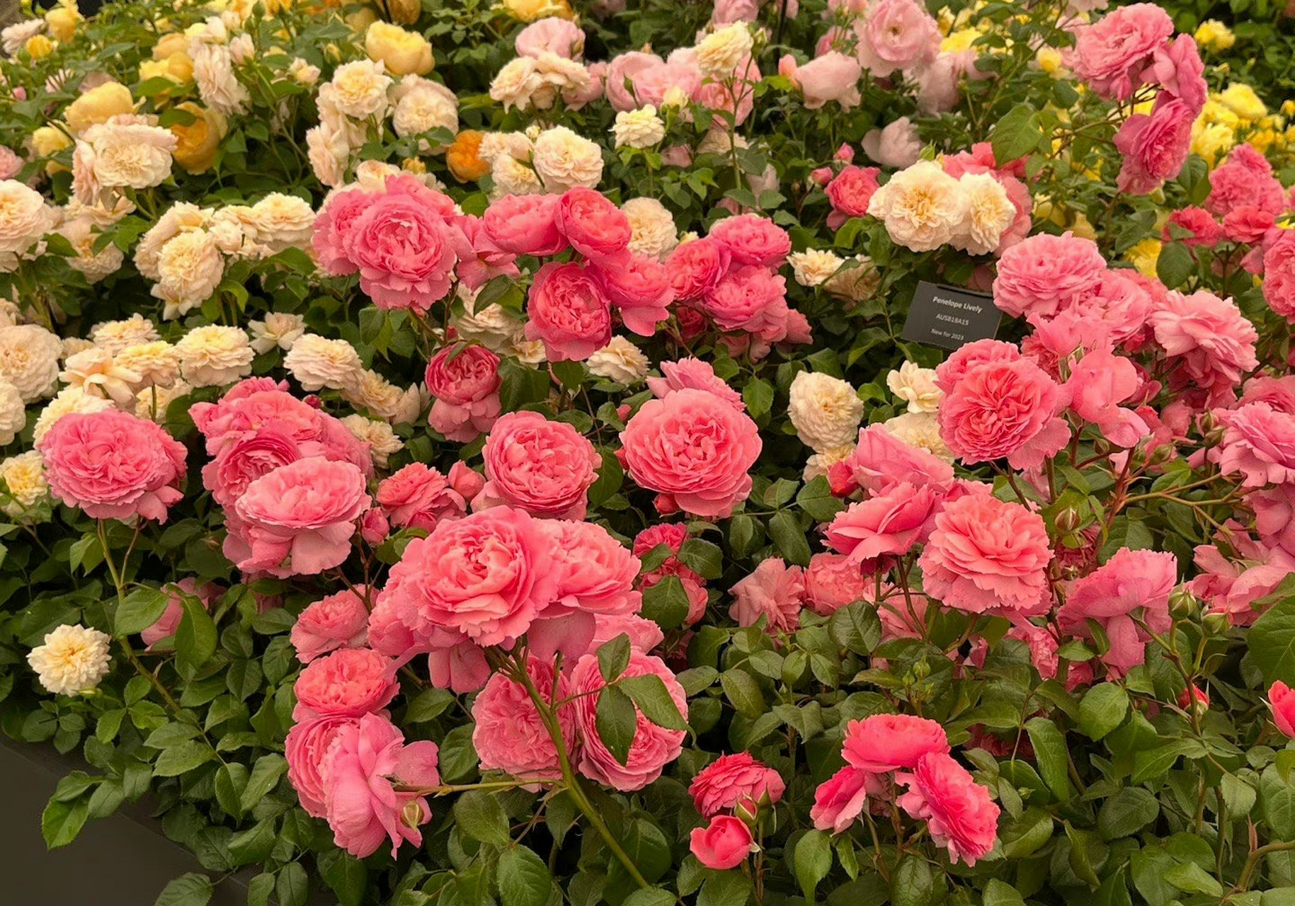 2023 da另一个新品种penelope lively 深粉,杯型,花朵中型大小,浓香