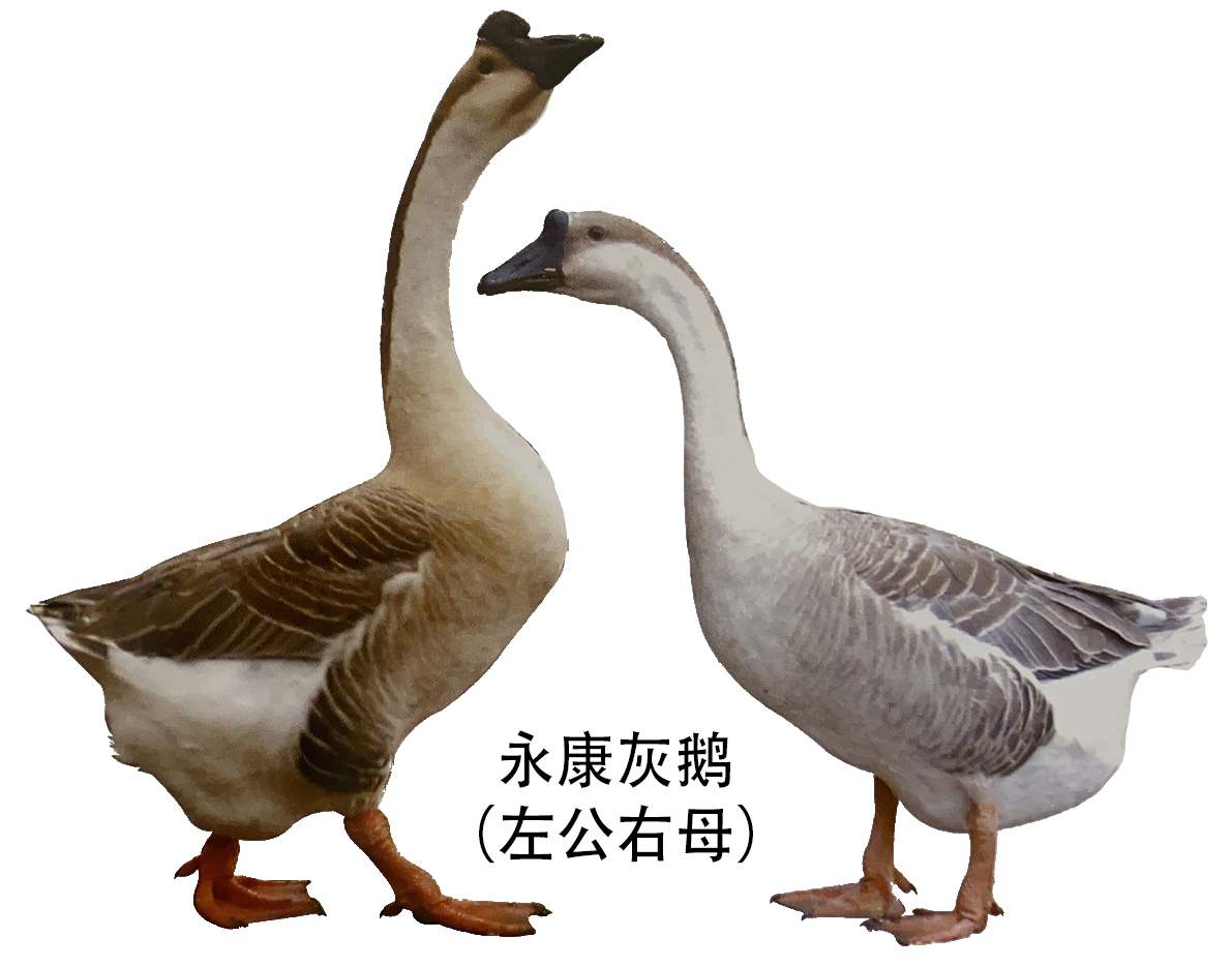 公鹅和母鹅头部的区别图片