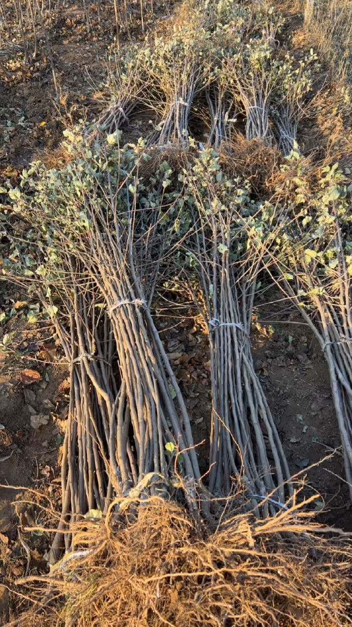 爱妃苹果苗,水蜜桃苹果苗起苗现场,八棱海棠根系发达,苗木健壮-度小视