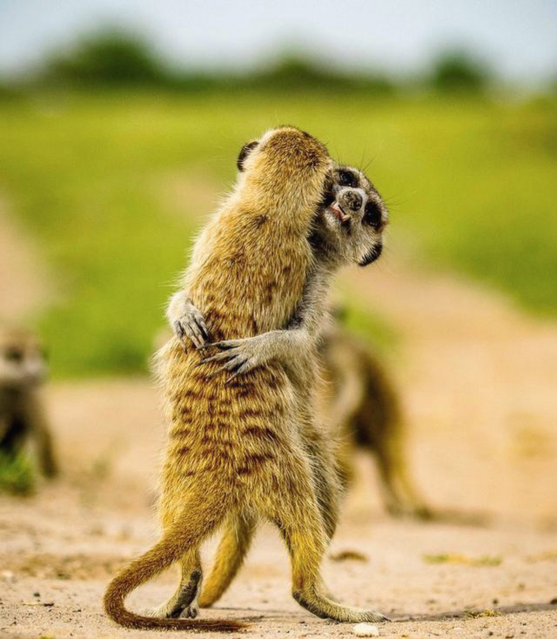 动物舞会开始,一起扭起来!#动物趣图