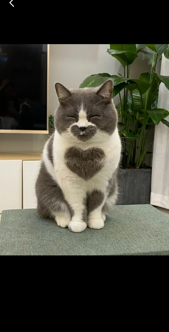 爱心猫