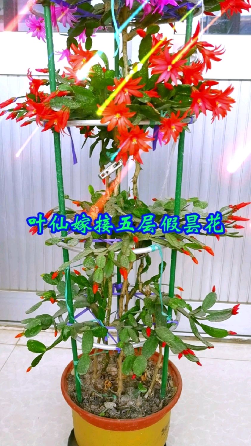 嫁接五层假昙花