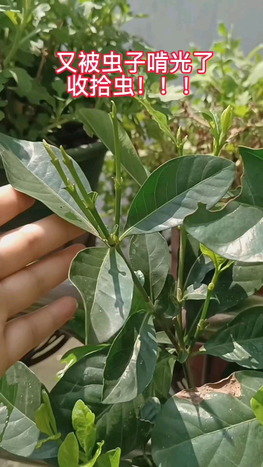 大青虫经常啃食栀子花的嫩枝嫩叶,严重影响下次开花,治它-度小视