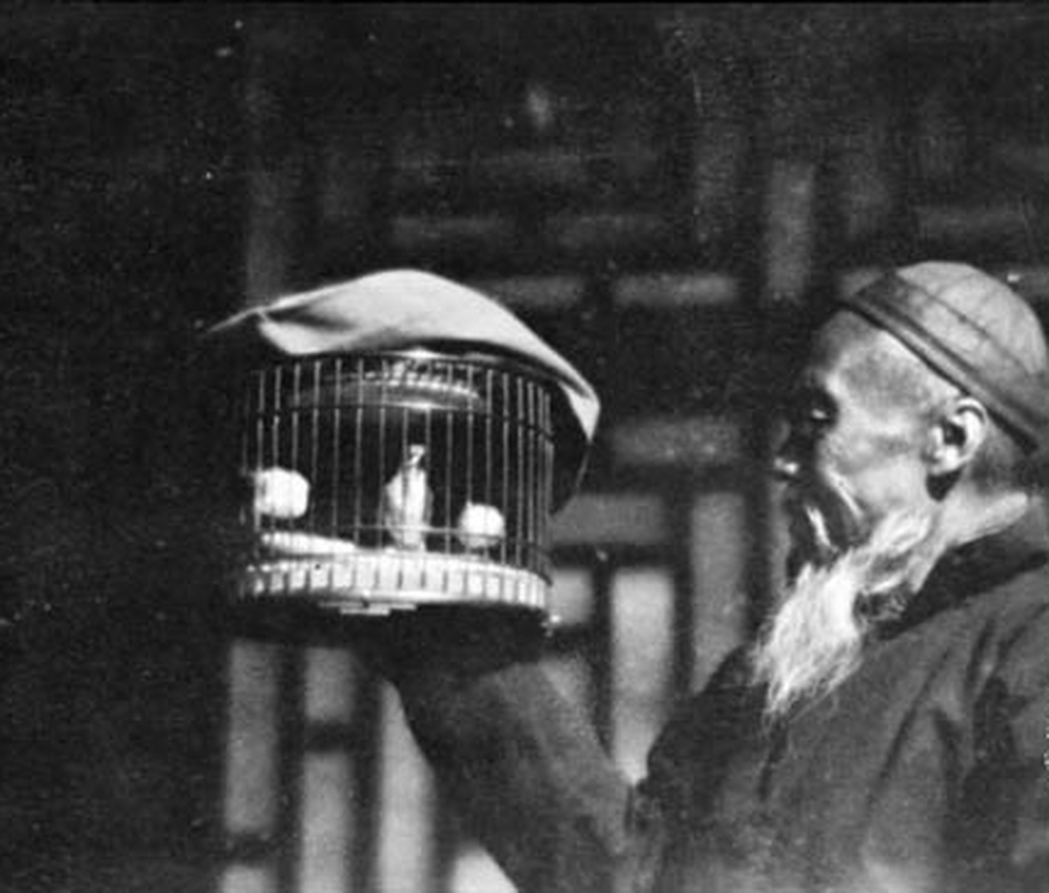 老北京大爷的生活日常   遛鸟