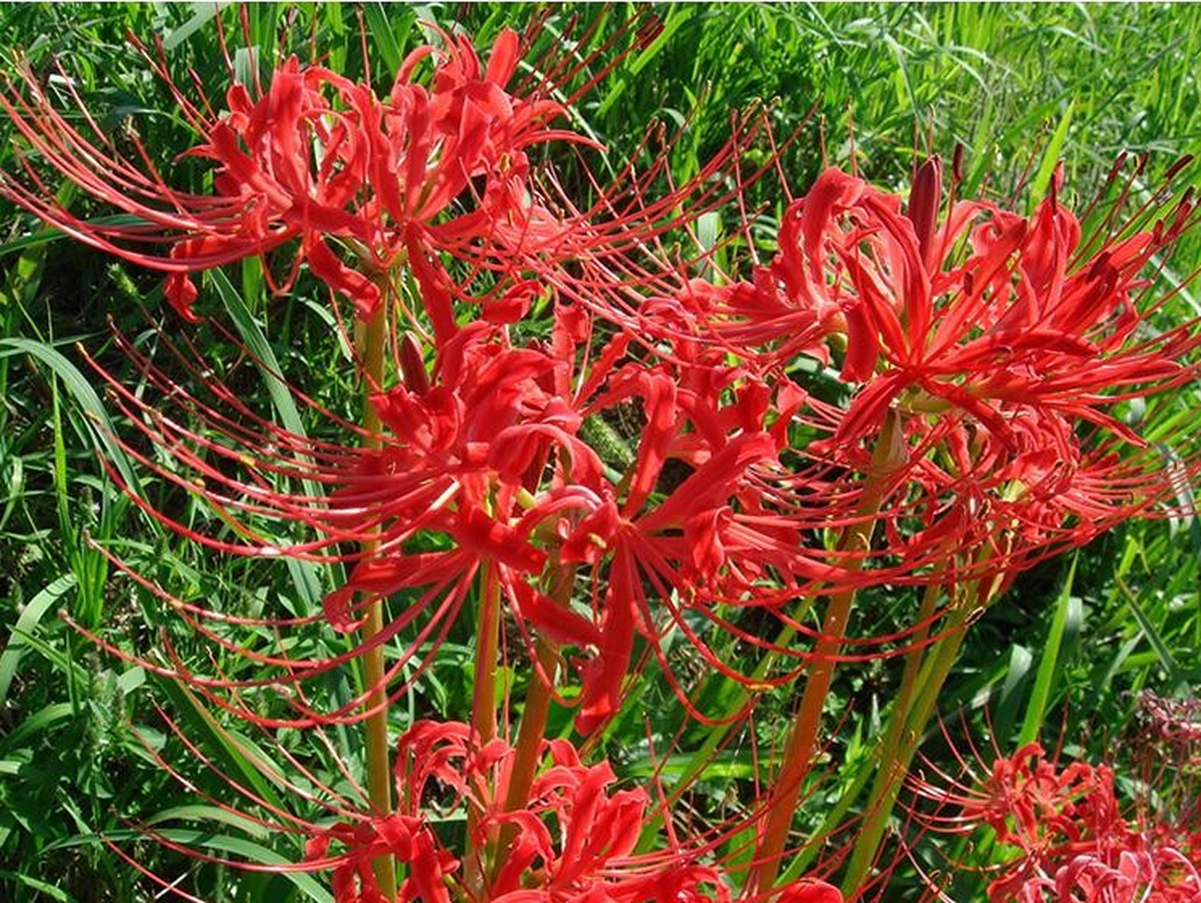 [原文:龙爪花的养殖