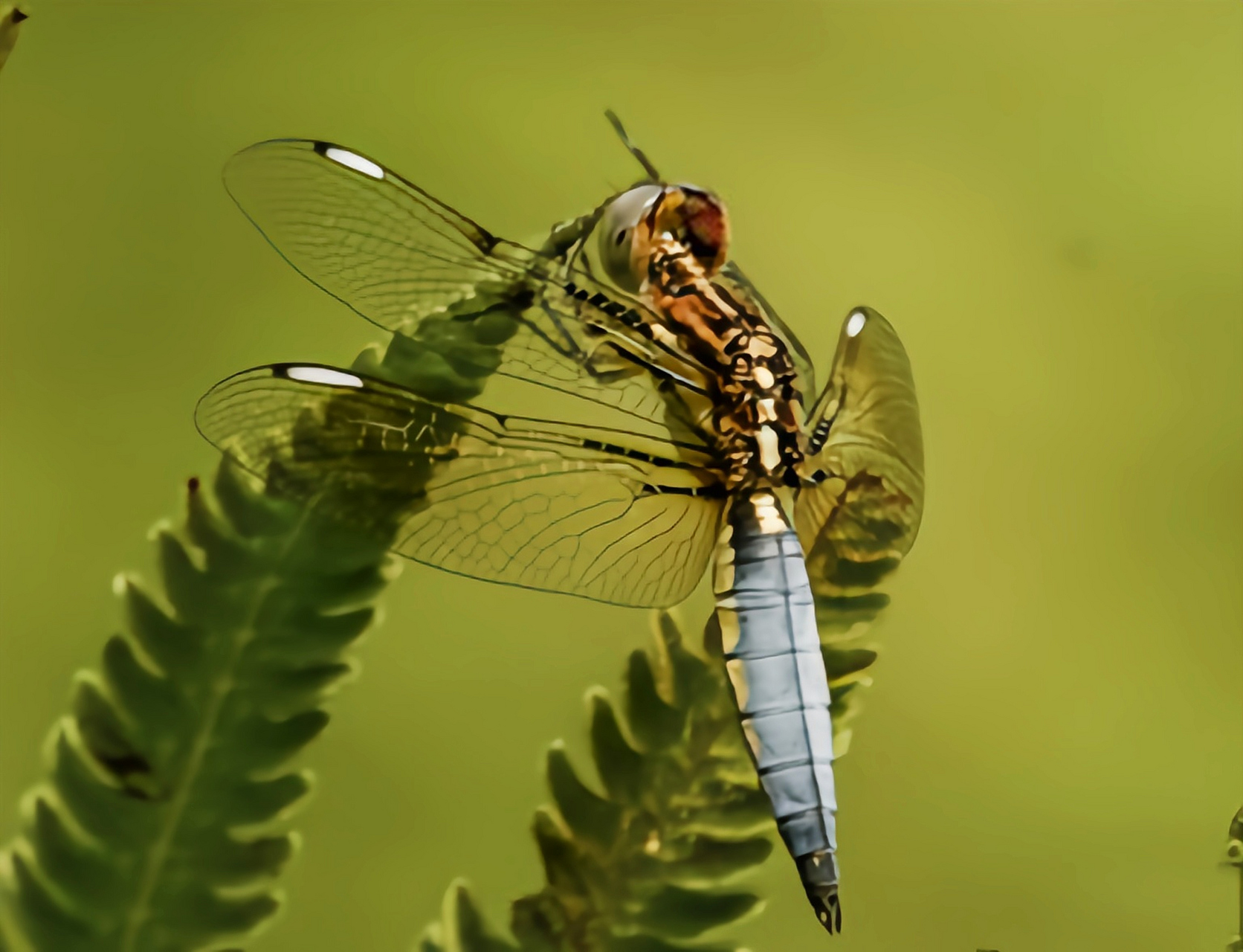 每天认识一种昆虫——六斑曲缘蜻  六斑曲缘蜻是蜻蜓目,蜻科,曲缘蜻属