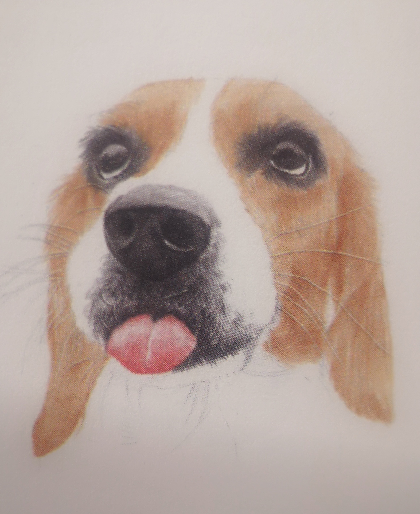 教你如何用彩铅画可爱的小狗