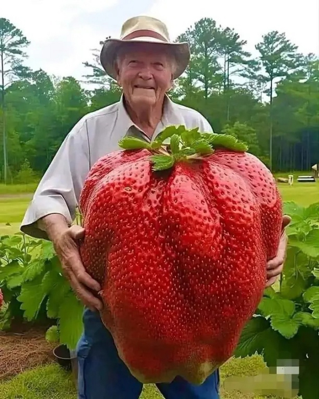世界上最大的草莓[馋嘴]
