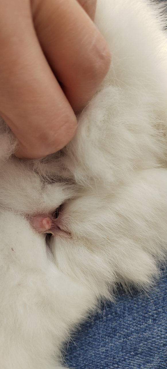 兔子怎么分公母的?