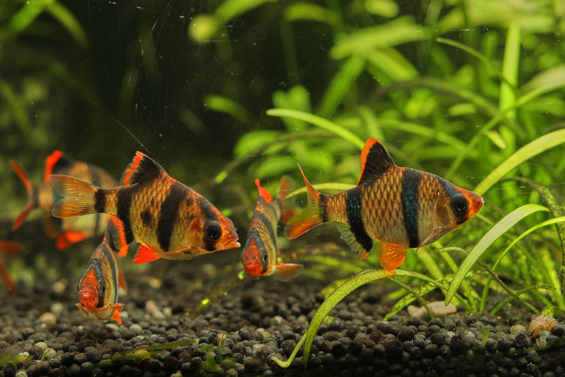 虎皮鱼体色基调为浅黄色,带有红色斑纹和小点,从头至尾有4条垂直的