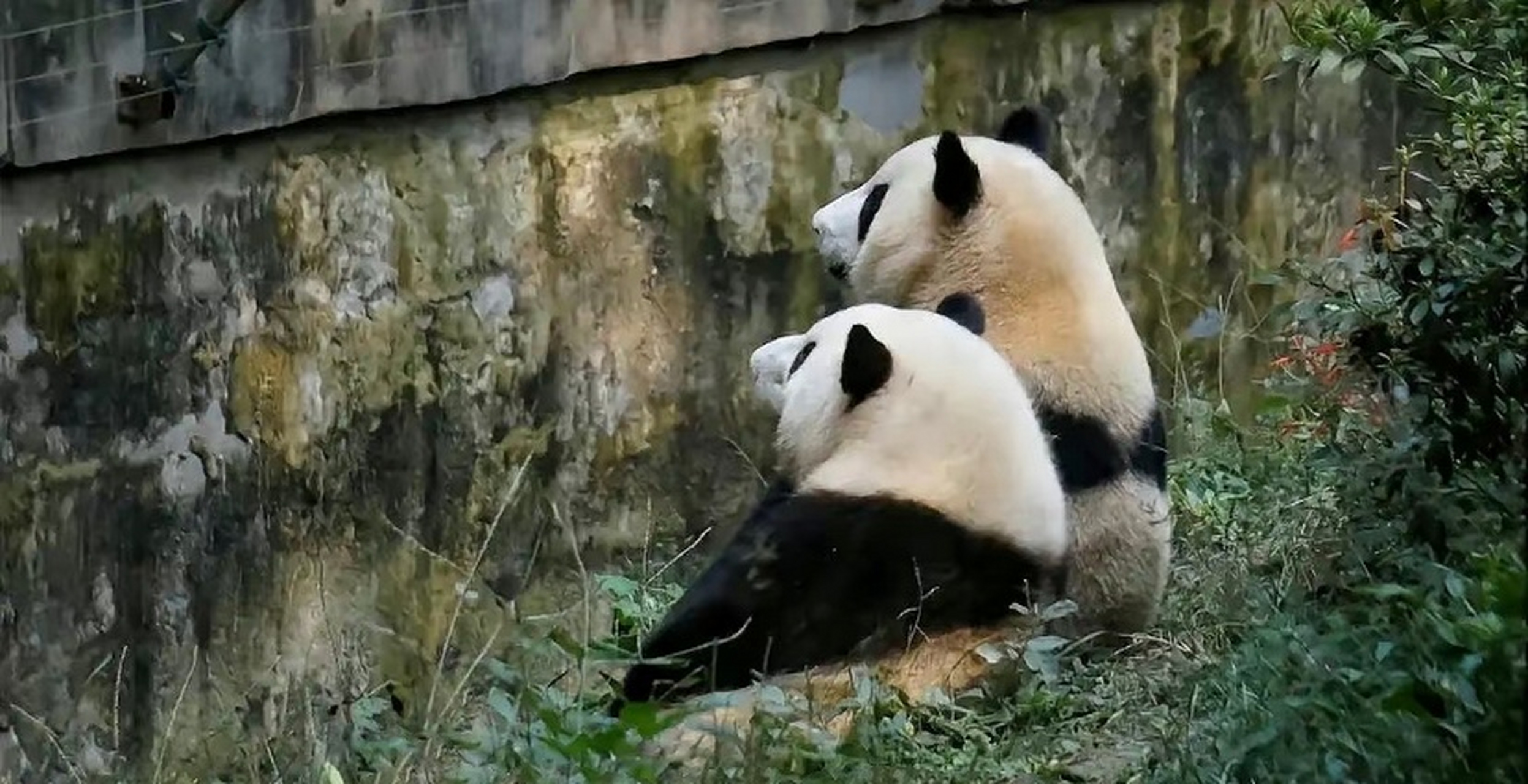 大熊猫花花# 一米五的顶流女明星花花和她一米八的帅气弟弟和叶