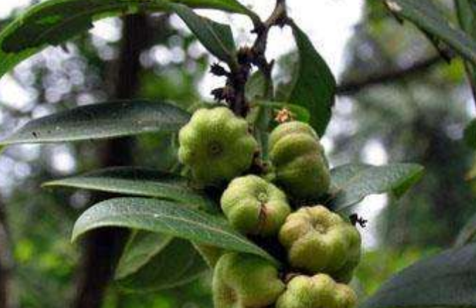 农村一种野草,人称"蛇总管",果实甜如蜜,蛇见了都害怕