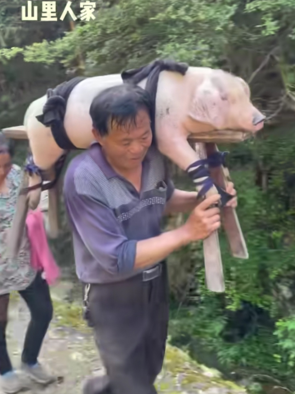 一个人背着猪的图片图片