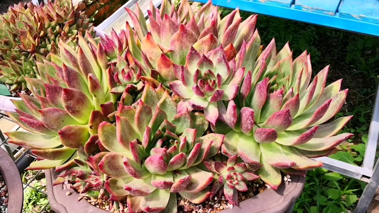 弗兰克的打开方式是这样的吗?再等等能比花更红!