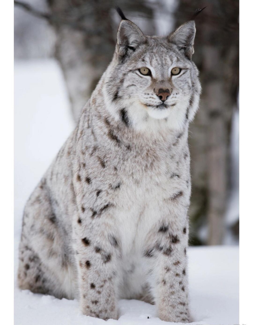 猞猁这种动物,看起来是只萌萌哒的大猫猫,实则是一种猛兽.