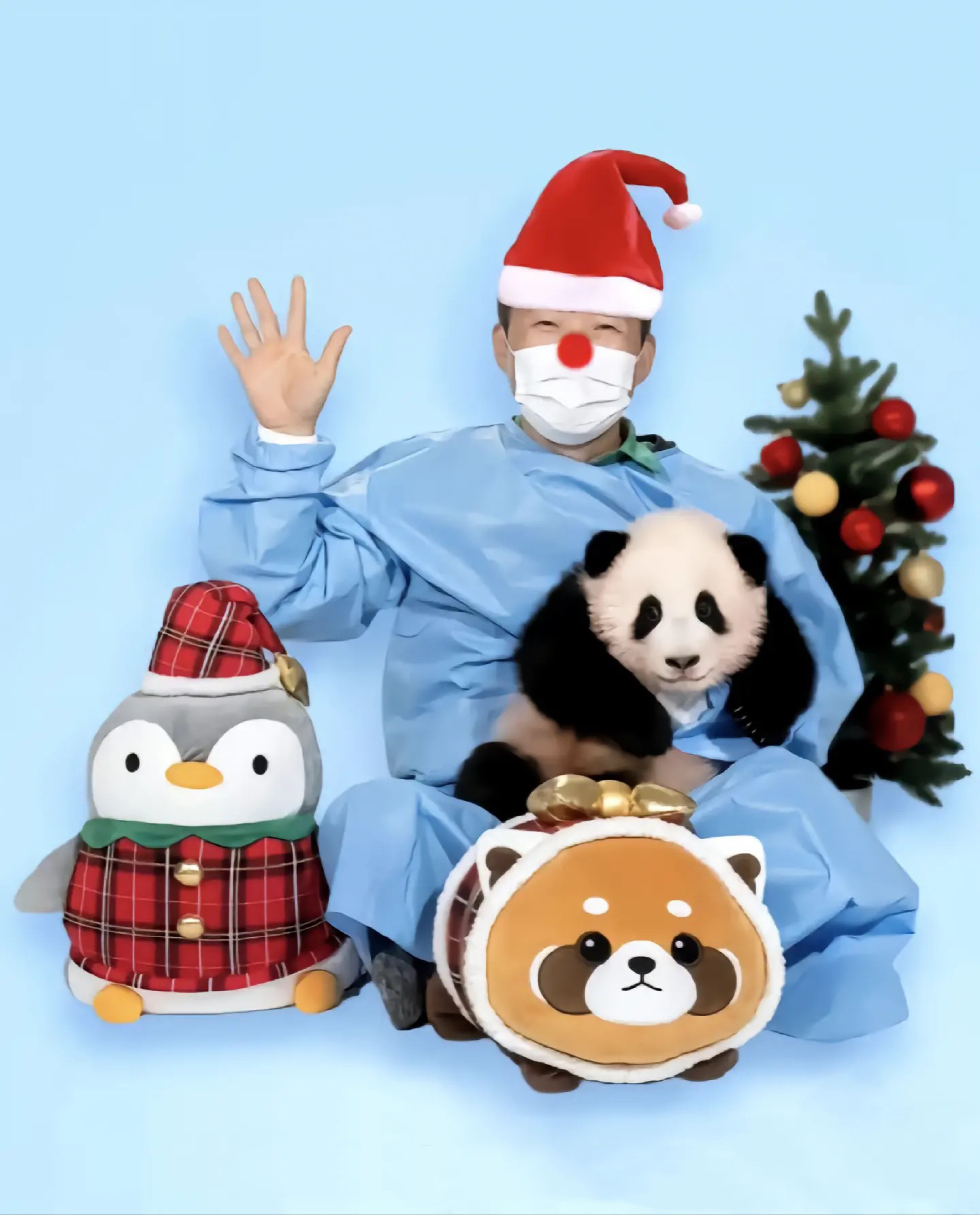 大熊猫福宝福公主写真