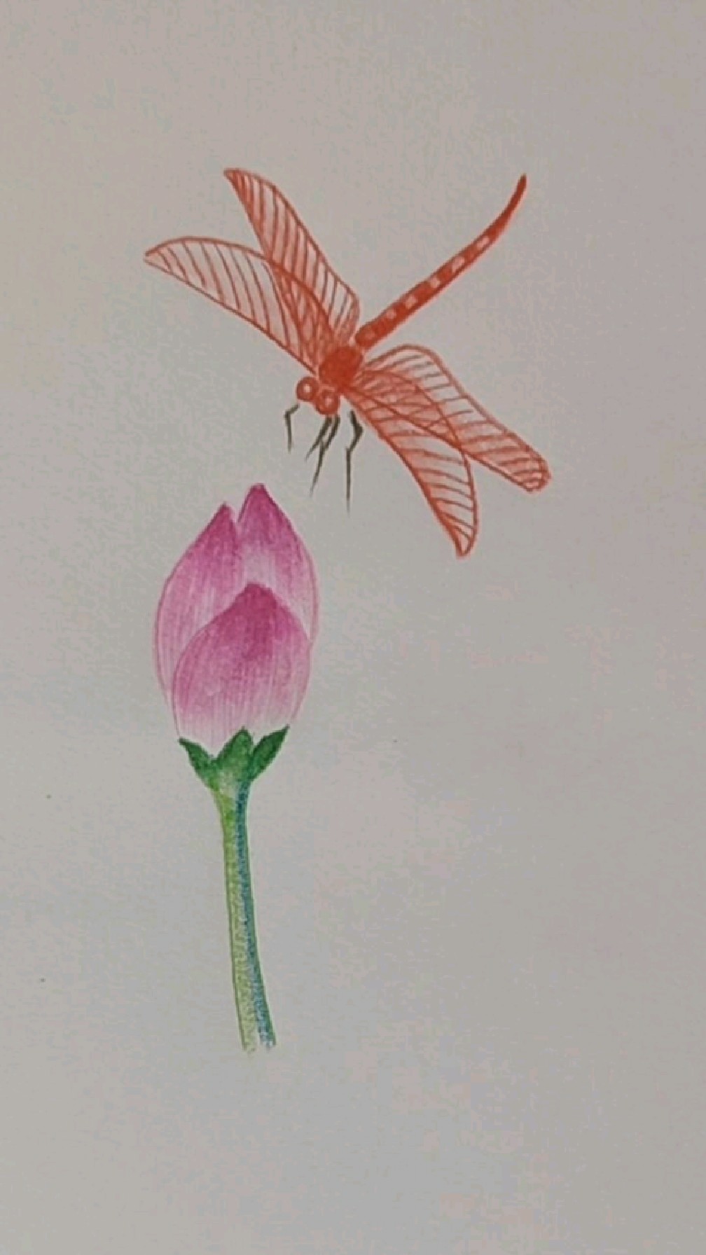 彩色铅笔画小荷蜻蜓一起画吧