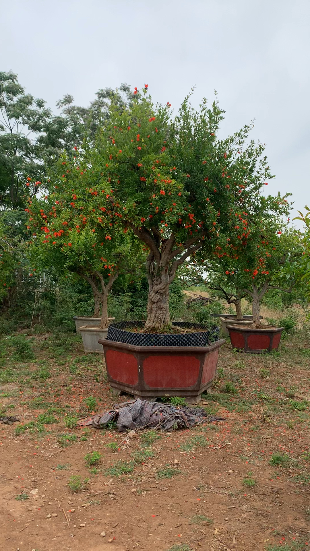 一颗四十多公分的大红袍石榴,树型和树的苍老度就知道它树龄在百年