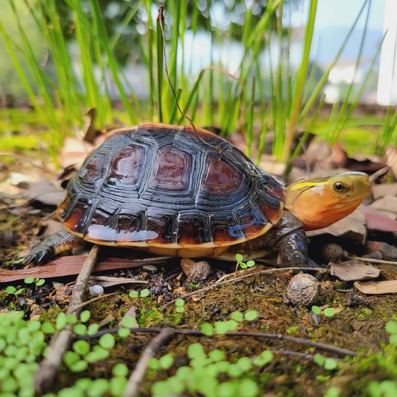 黄缘龟分:1"安缘龟,2"大陆缘,3台缘 安缘龟是黄缘龟的品种,黄缘龟属于