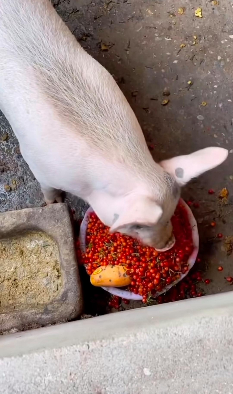 这么好的东西竟然给猪吃?真是活的不如猪