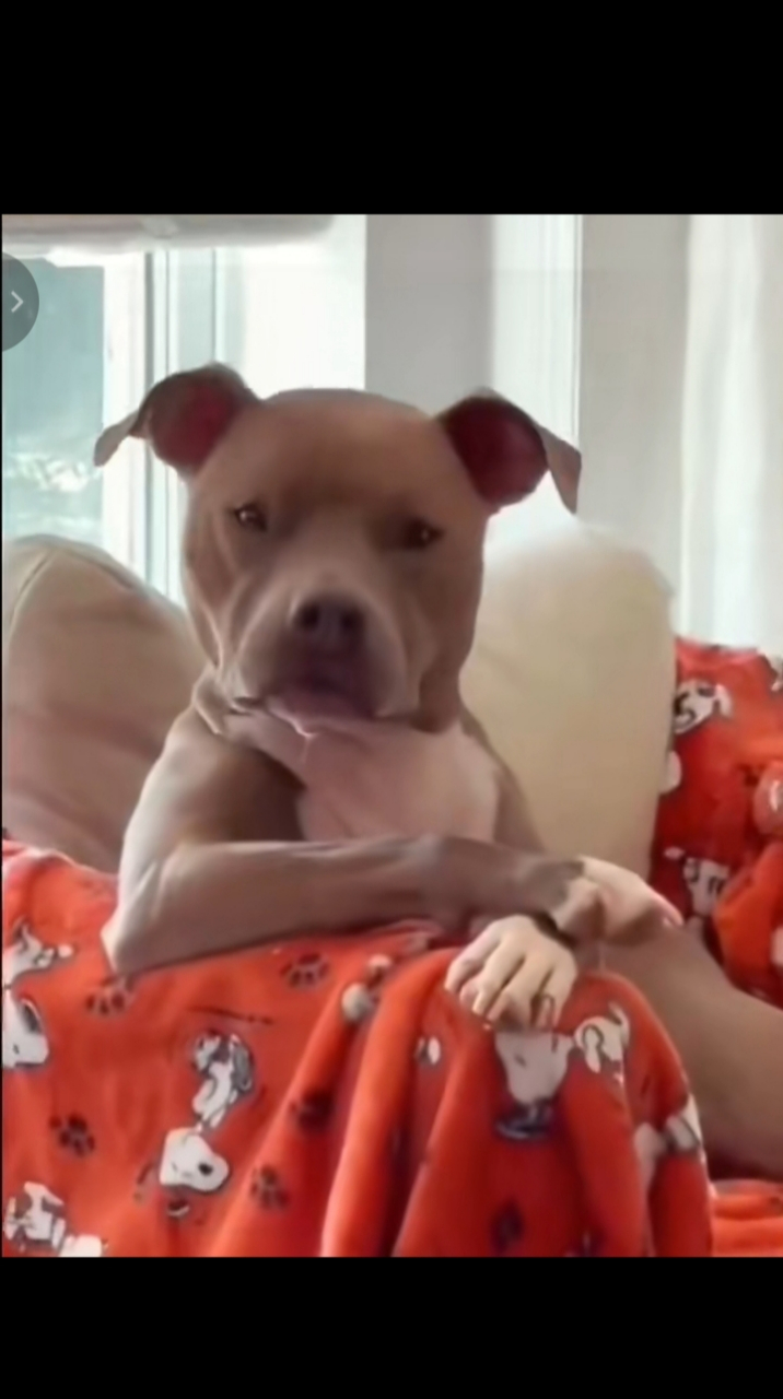 狗子这坐姿就像个贵妇