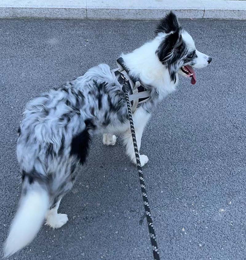 大同市云冈区2000寻找蓝陨石边牧犬