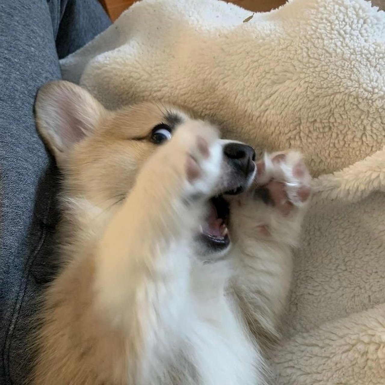 一些可爱又搞怪的小狗头像 676767