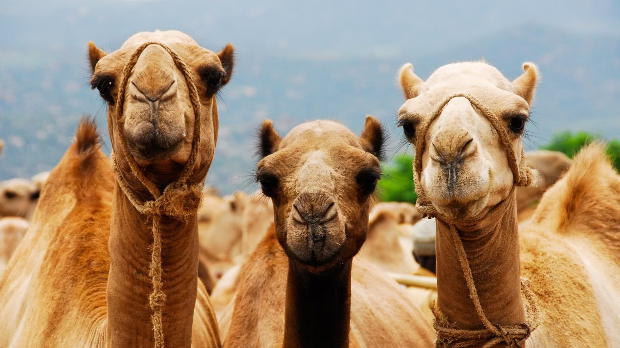 如何选择适合泌乳期骆驼的驱虫药物?