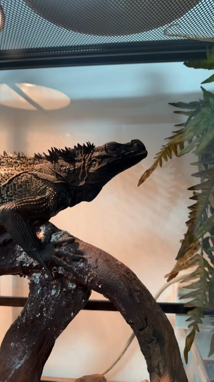 国内合法饲养的大型蜥蜴之一巨人安纹斑帆