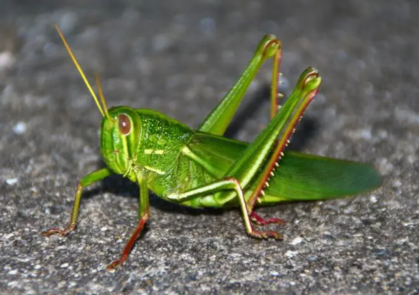 蚂蚱是什么昆虫?