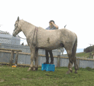 184_170gif 动态图 动图