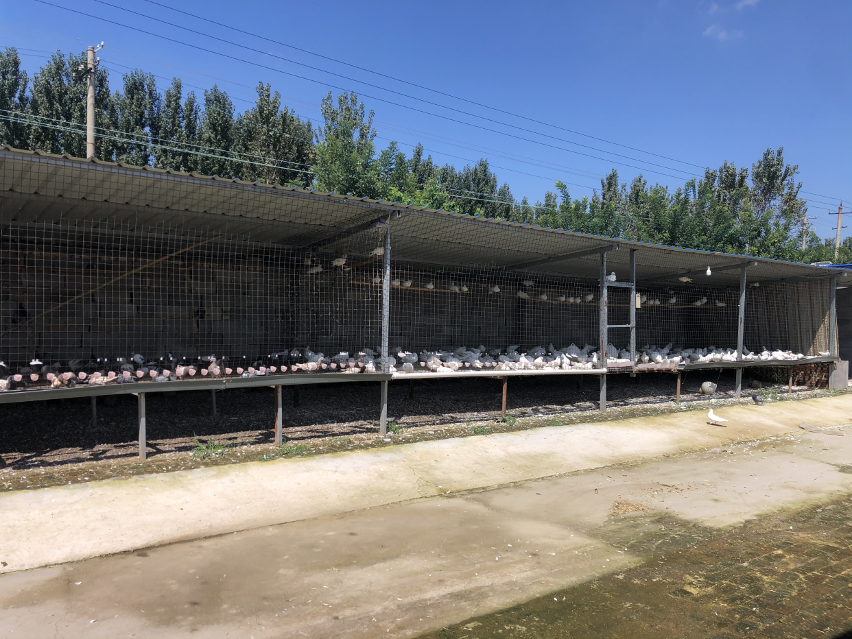 肉鸽养殖,散养棚怎么搭建