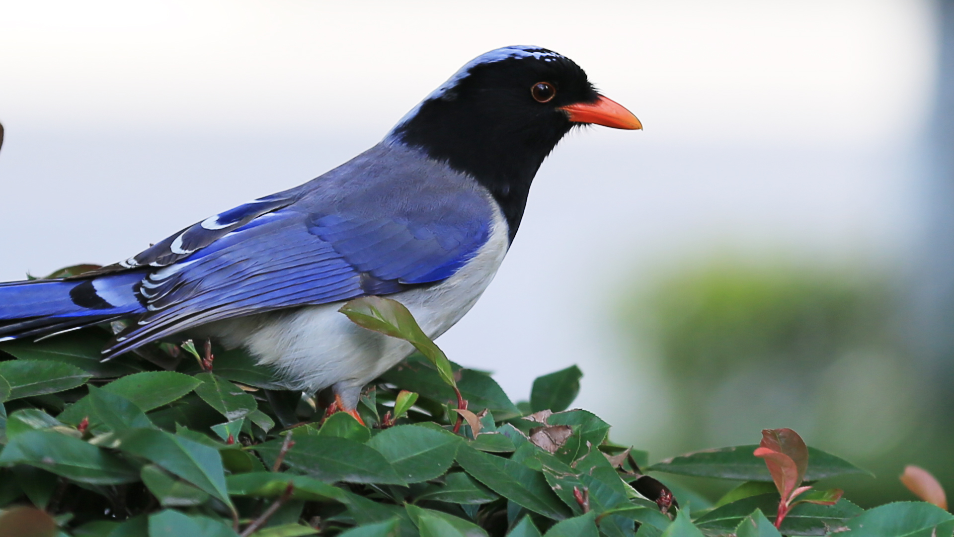 漂亮的红嘴蓝鹊