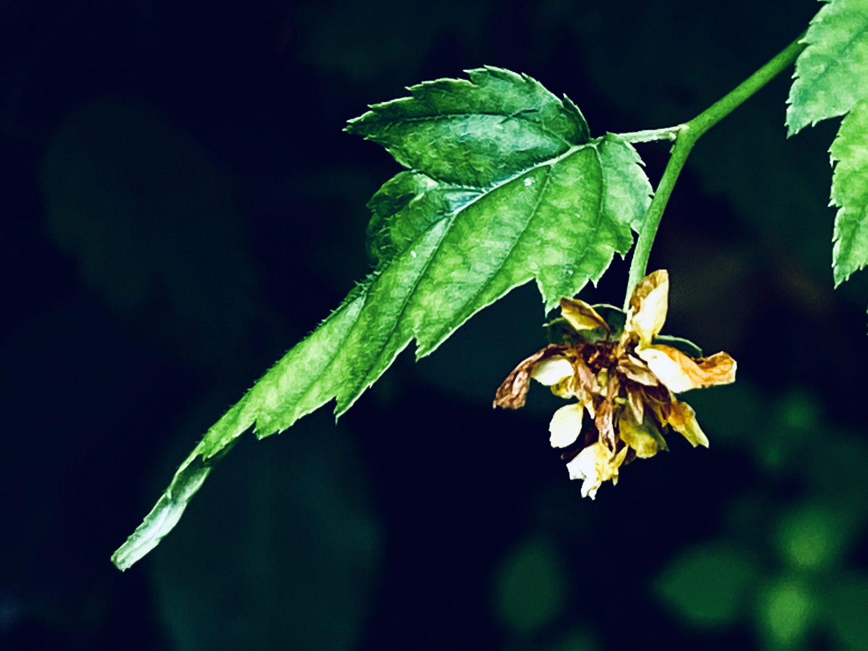 棣棠花  公园有几处石头旁,生长着一丛一丛的灌木棣棠花,此时正是花开