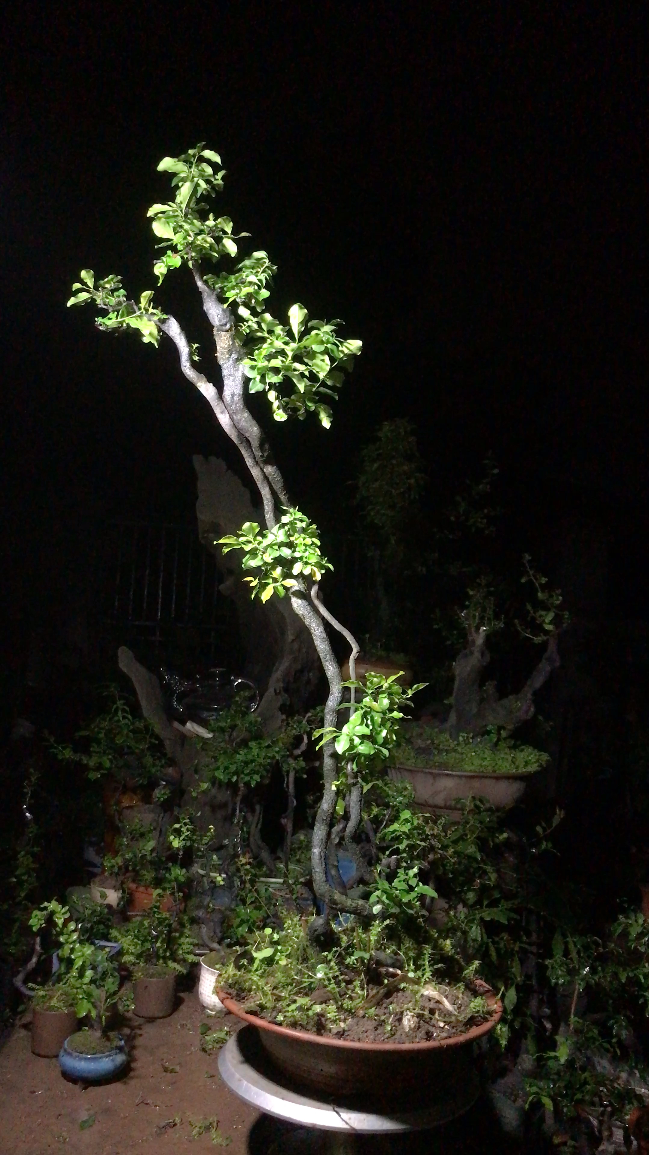 金弹子盆景根艺老桩