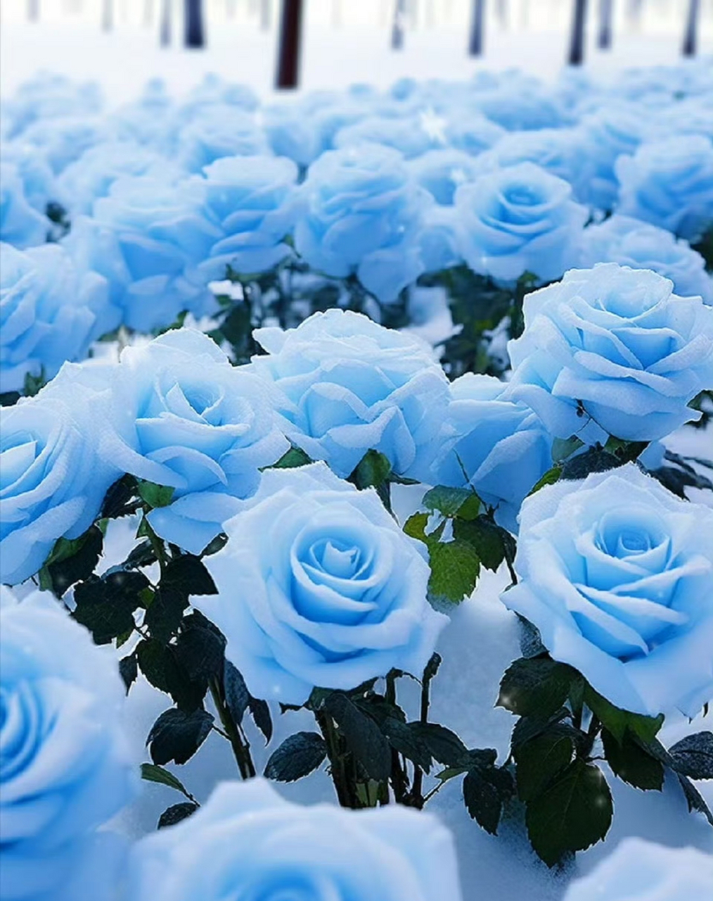 蓝玫瑰图片唯美一朵图片