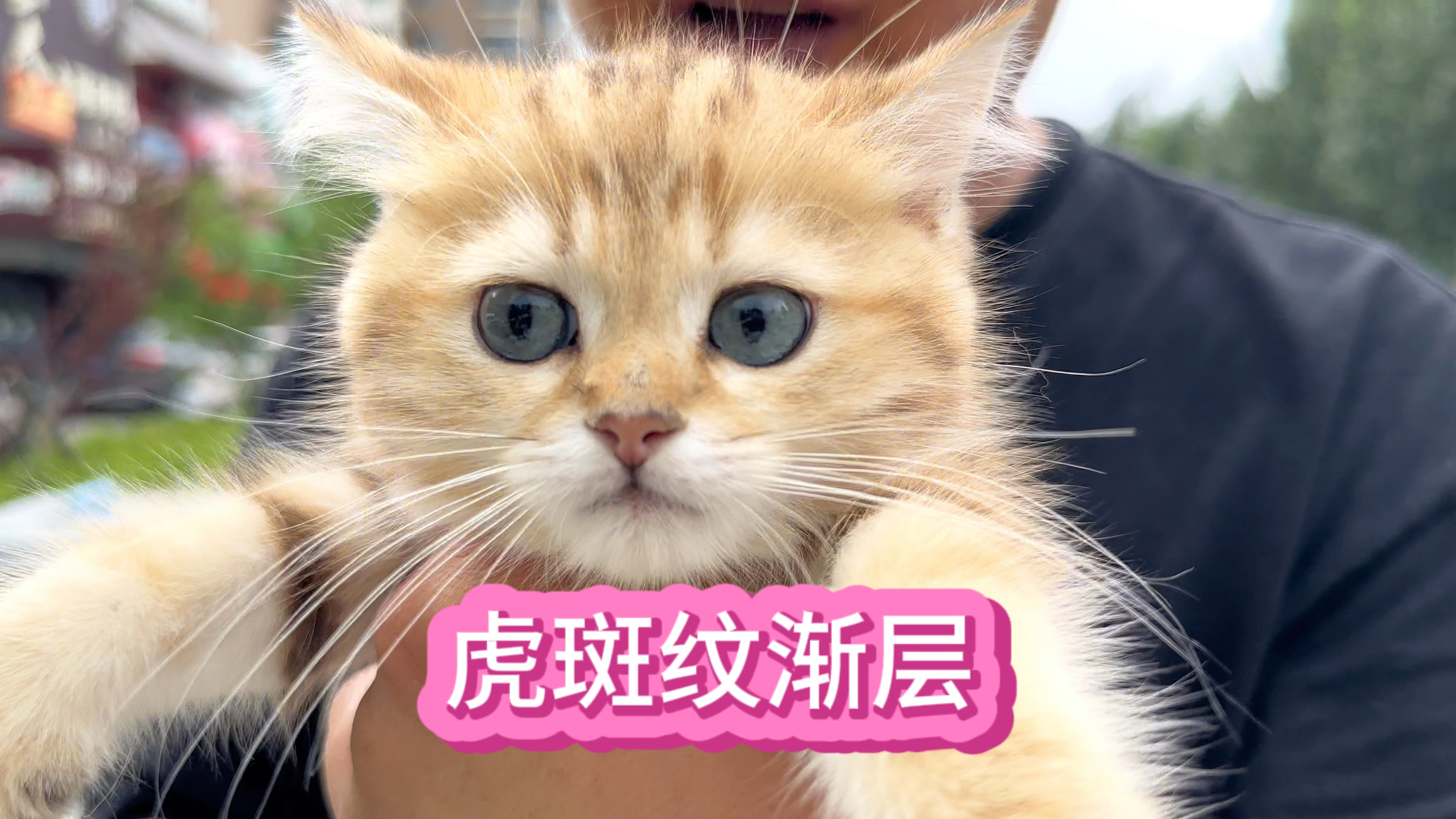 稀少的虎斑纹金渐层,这种比较特的猫有多少人会喜欢?