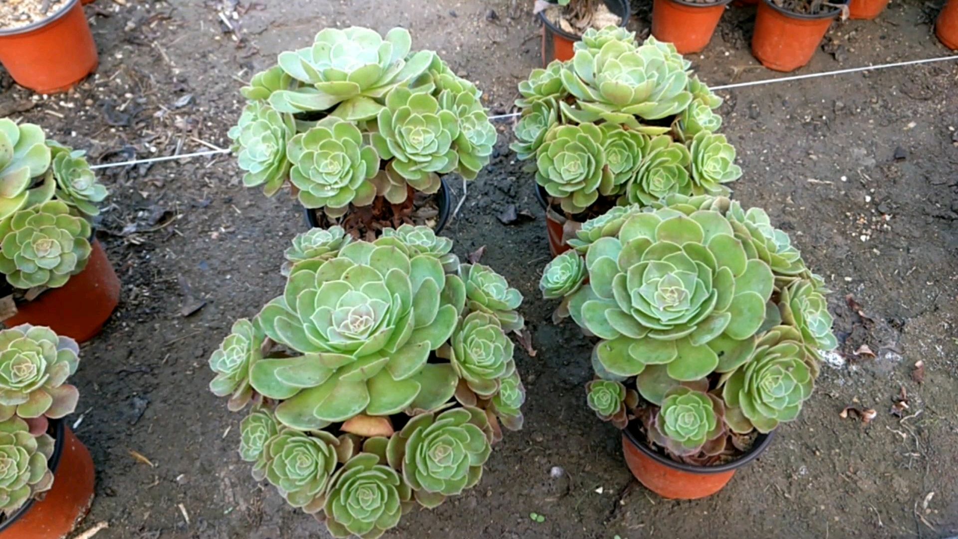 多肉植物,万圣节法师,养护分享