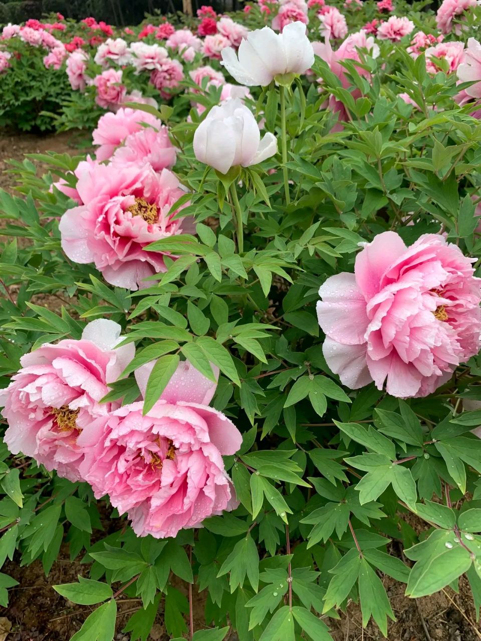 牡丹盛开之际,菏泽牡丹园icon也凭借凉皮事件火了一把,不过是负面的火